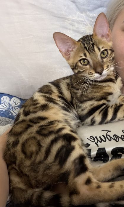 Бенгальский котенок с документами
