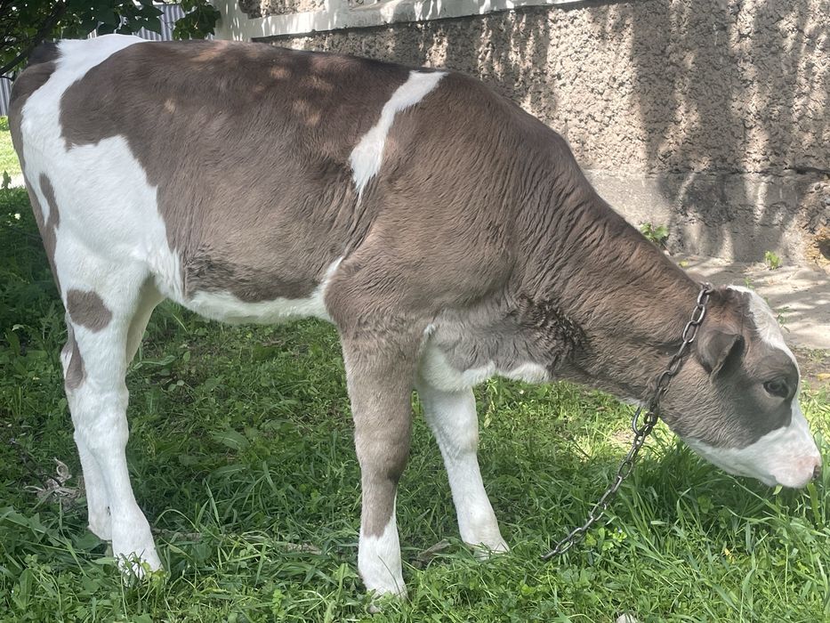 Продам теленка алатау