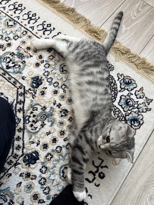 Котёнок котята кошки