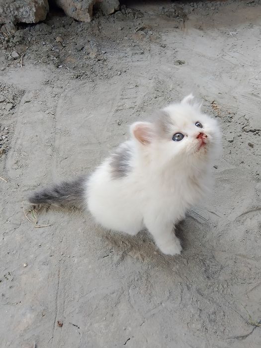 Котенок выслоуха