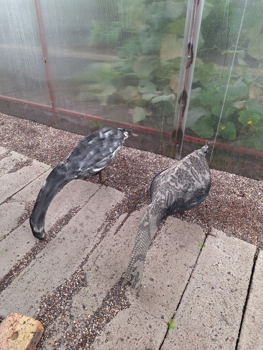 Продам профиля Гусей для охоты