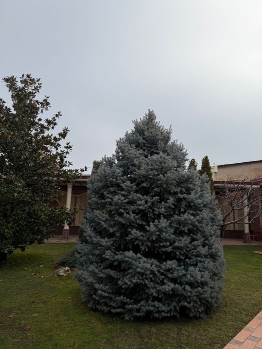 Продаются голубые ели