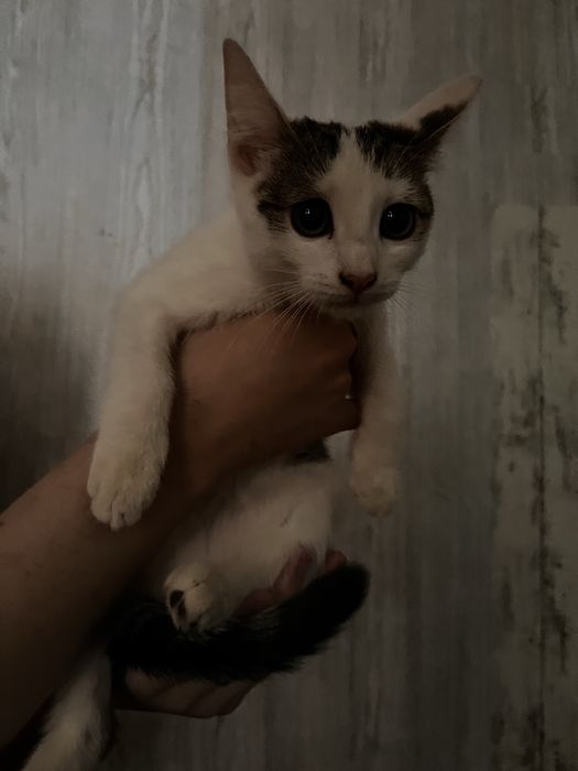 прямоухая кошка