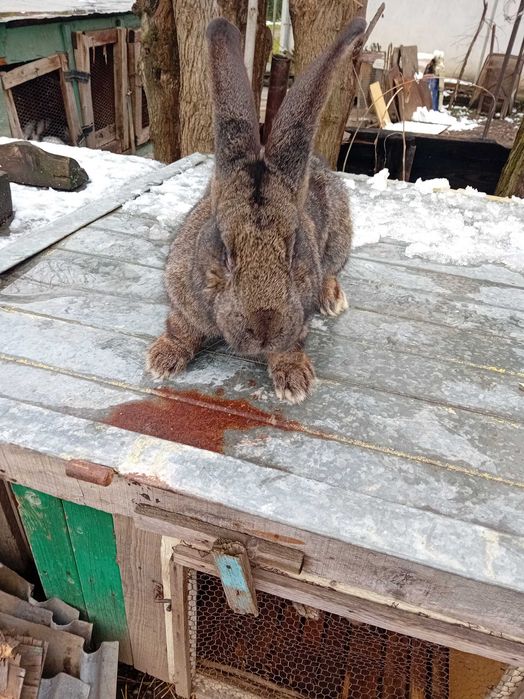 Зайци Белгийски великани