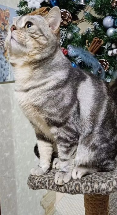 Вязка кота с большим стажем.