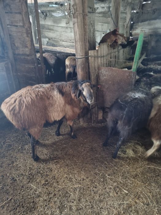 Кошкар 3 жас ,00