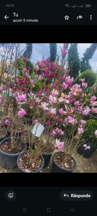 Arțar japonez magnolia Camelia plante ornamentale