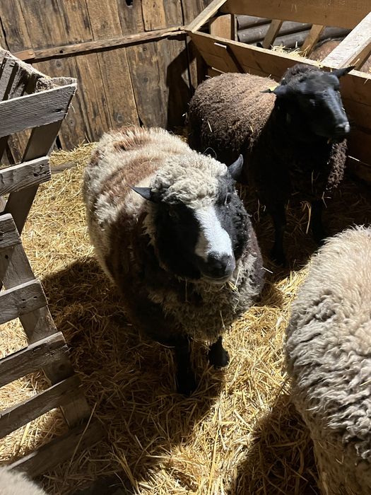 De vanzare oi si un berbec