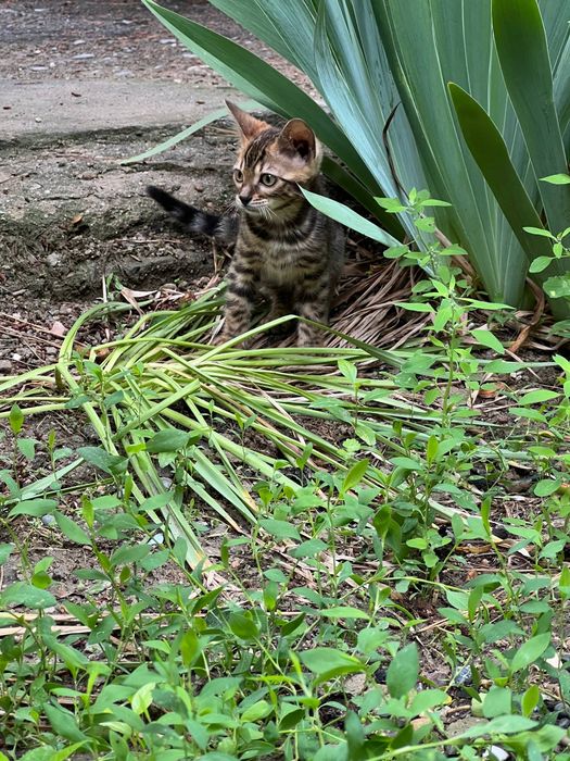 TOZA Bengal mushukcha
