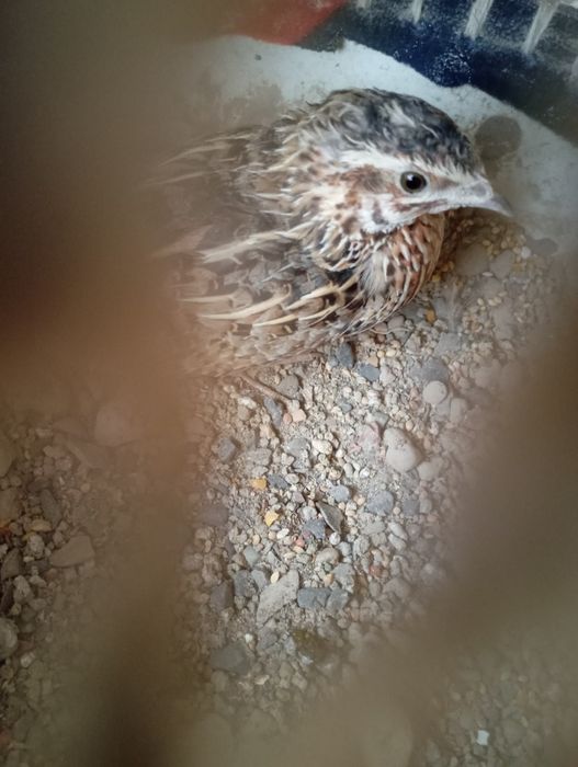 Беданалар сотилади