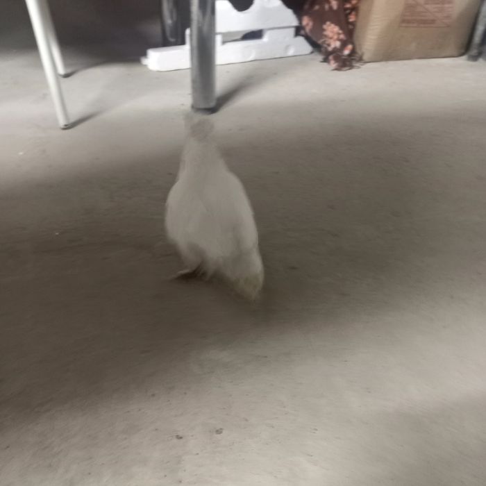 Ақ көгершіндер..