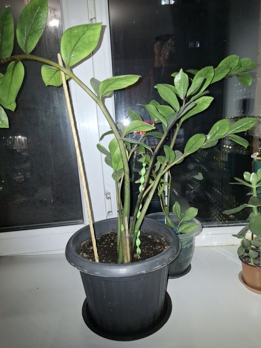Продам денежное дерево