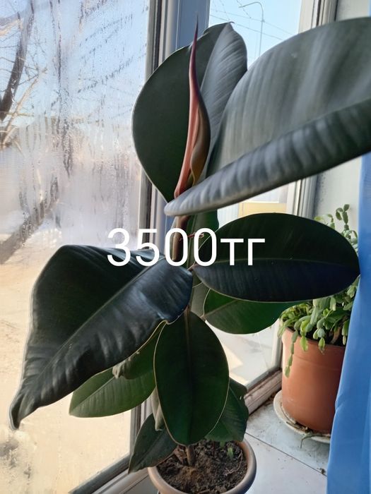 Срочно, Герани 500