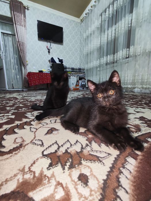 Котят бесплатно отдам