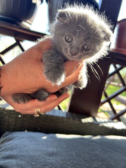 Pui Scottish fold