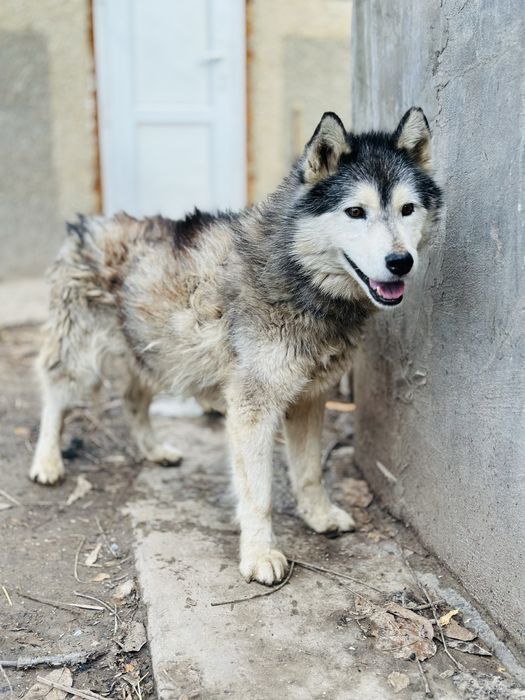 Хаски. Кобель в добрые руки