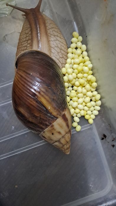 Ахатина пантерка болалари сотилади