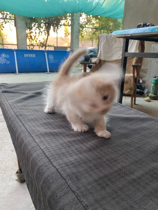 Котята девочки очень милые