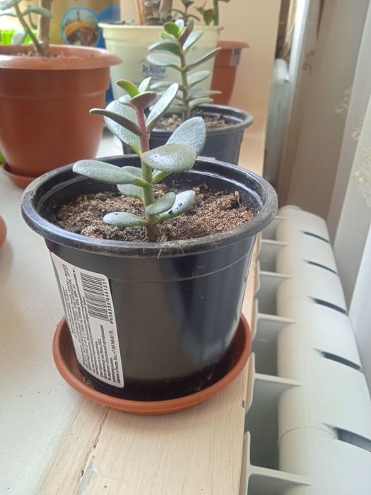 Комнатные и лечебные