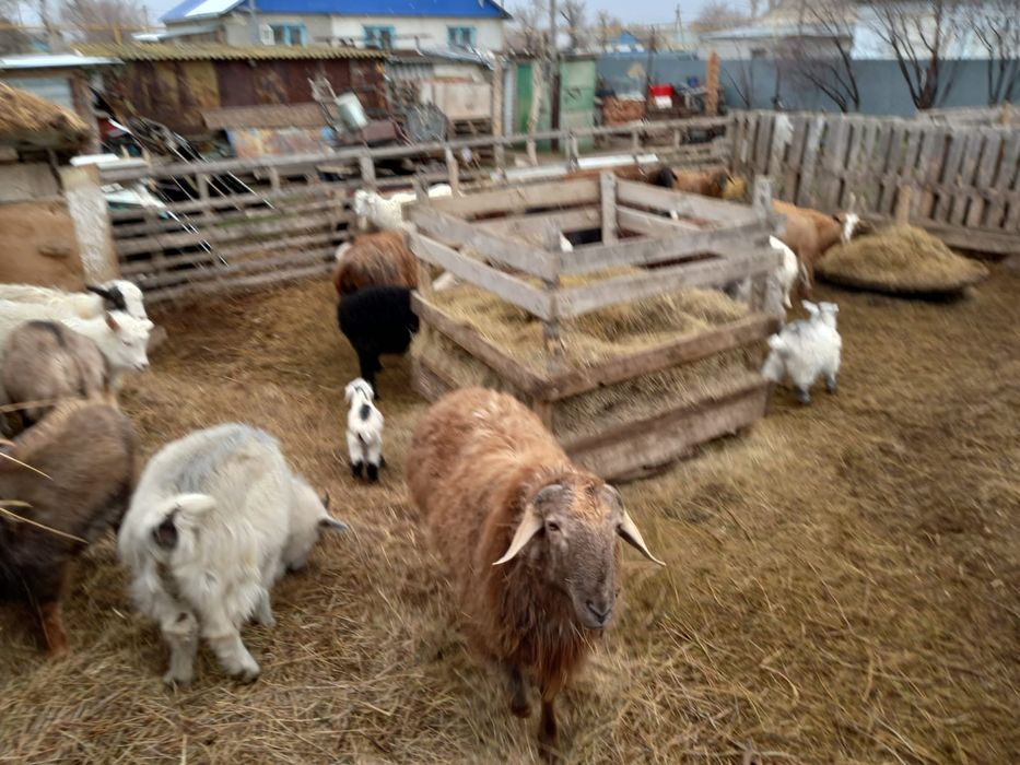 Қой ешкі қошақандар, лақтар