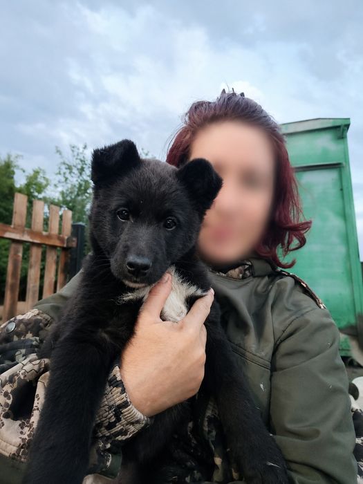 Щенок девочка бесплатно