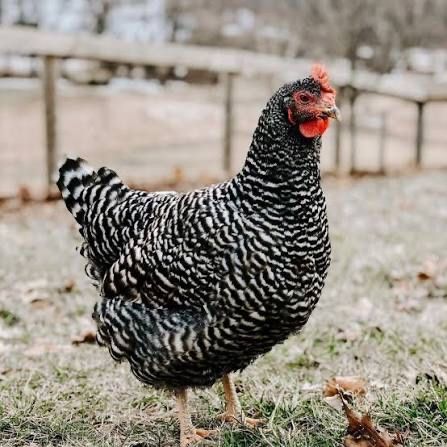 Инкубационный яйцо