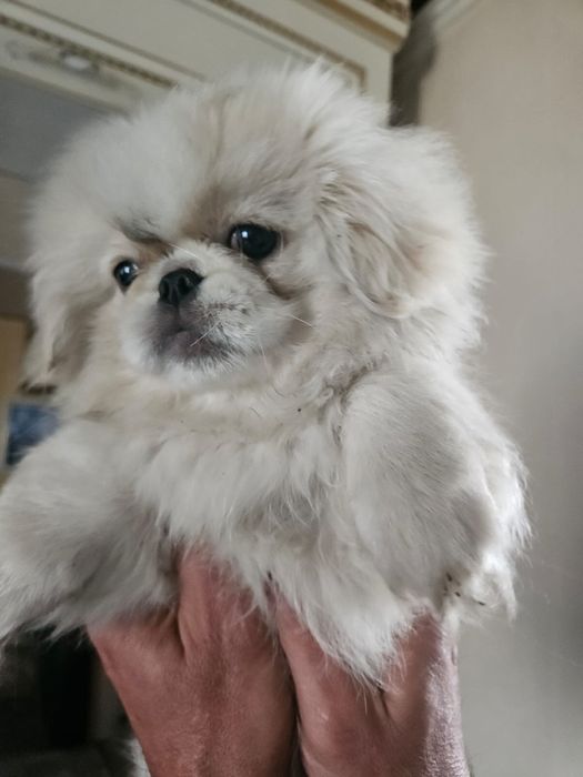 Продам щенков Пекинеса