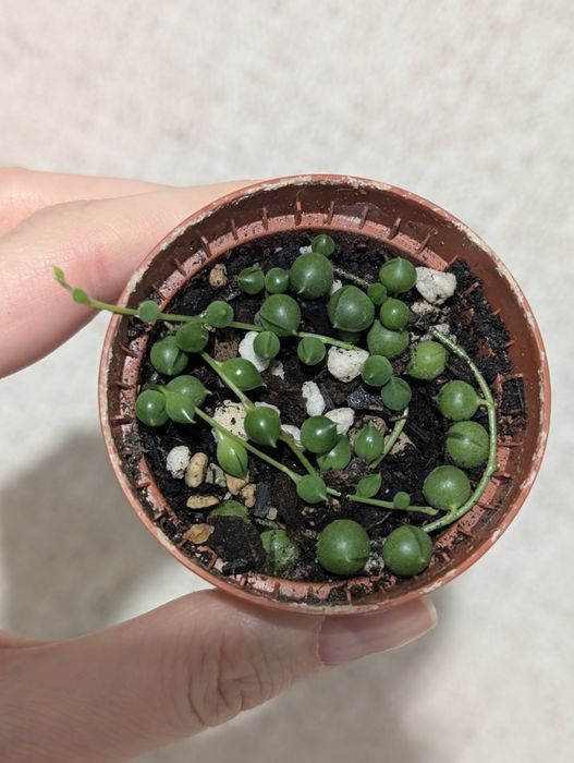 Крестовник Роули