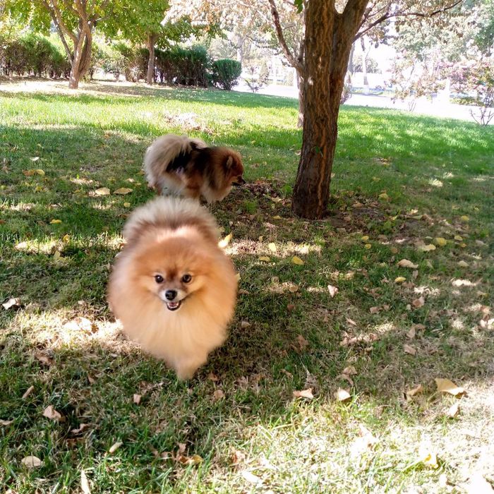 Померанский шпиц на вязку, клубный FCI KFU НКПНО и СДС