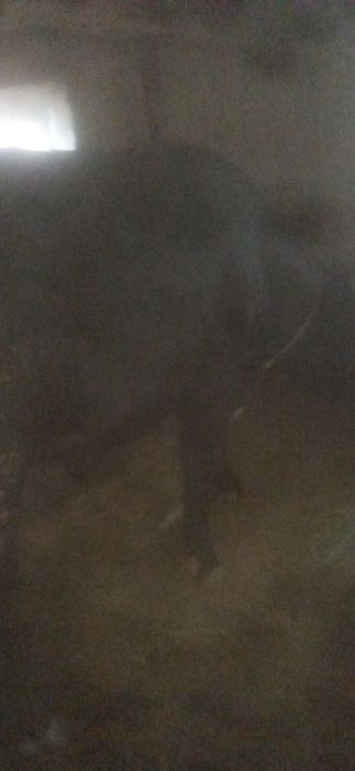 Boʻqa sotiladi , Manzil Namangan viloyati Chust tumani Gʻova qishlogʻi