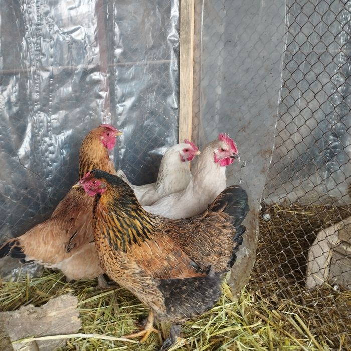 Продам куры домашние