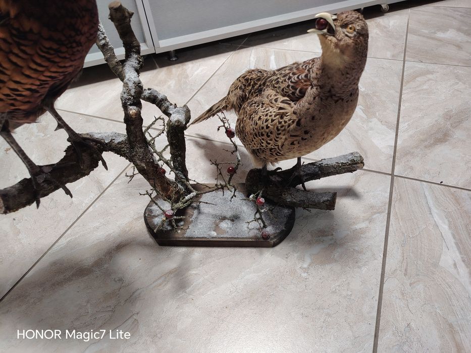 Препариран  трофей за декорация