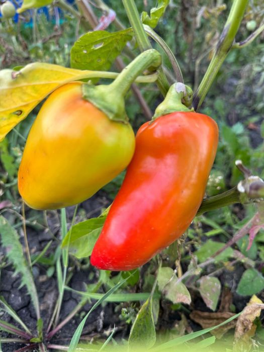 Продам дачу д/о Каштан