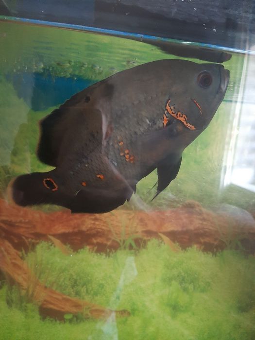 Рыба  Астронотус