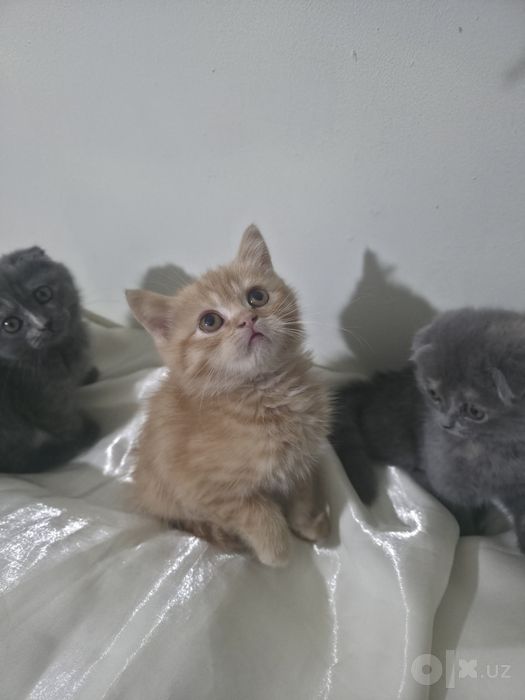 Продается кошки и котёнок