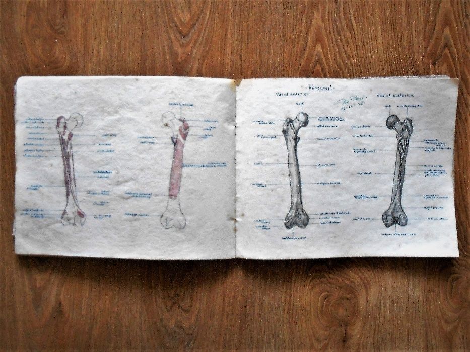 caiet de schite desenate-anatomia oaselor