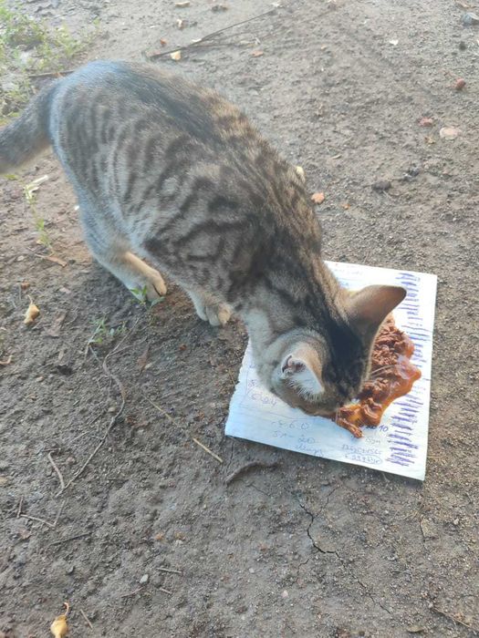 Кошечке нужен дом!