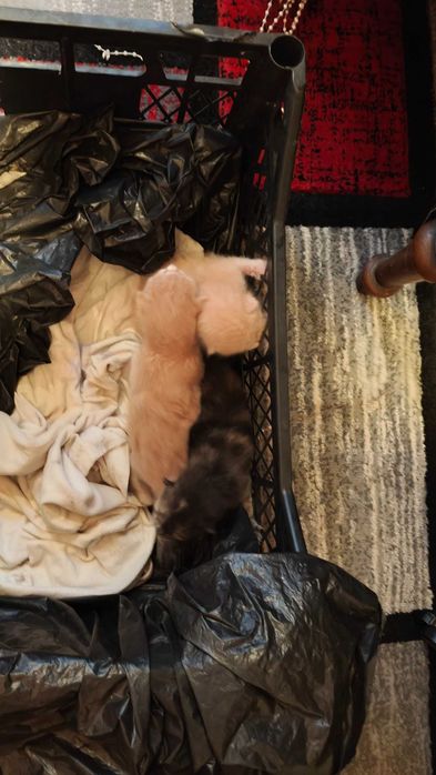 Donez 3 pui de pisica , pisici , pisoi , gasiti pe strada , pentru iubitori de animale
