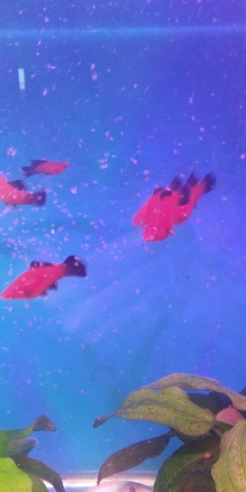 Продам самок берлинских меченосцев.