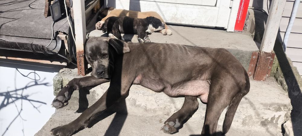 Кане  Корсо / Сао Алабай