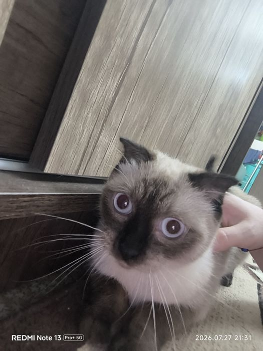 Продаётся кошечка
