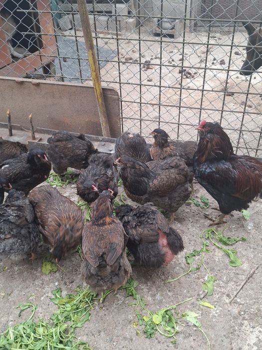 Araucana Potarnichiu Sălbatic