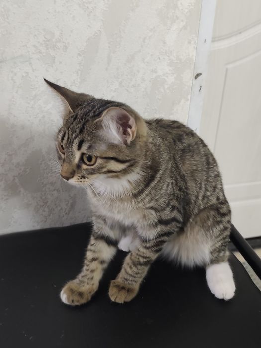 Котенок отдам в хорошие руки