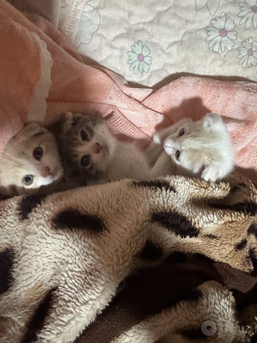 Котёнки отдам даром