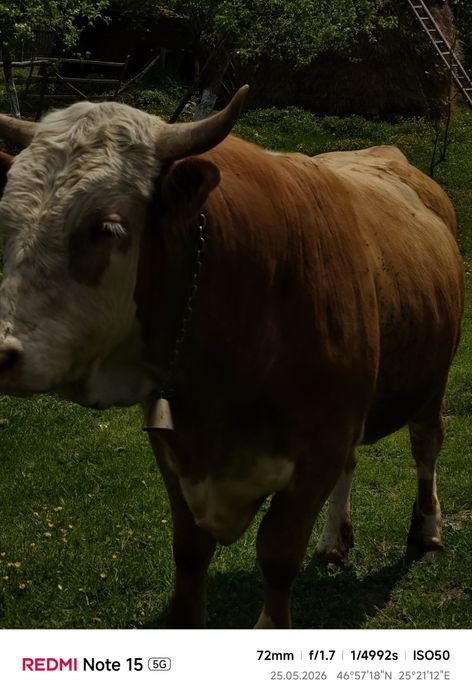 Vând taur rasă simmental