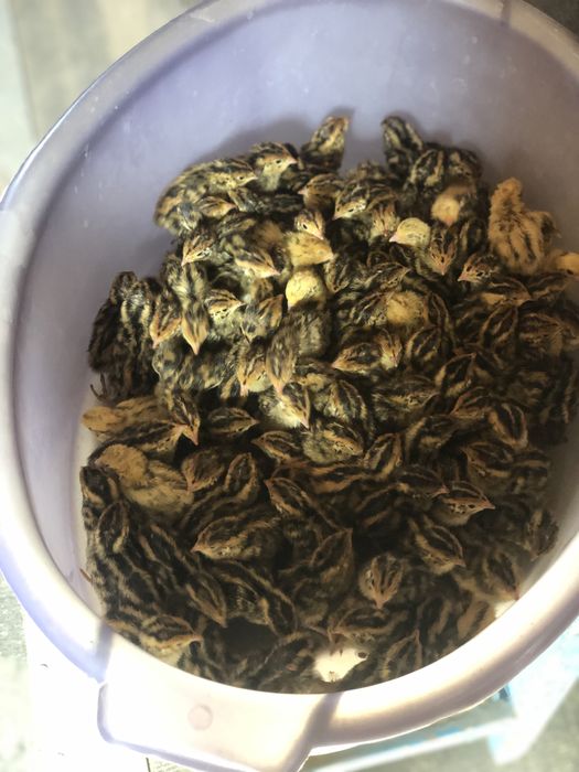 Перепелята, инк.яйца