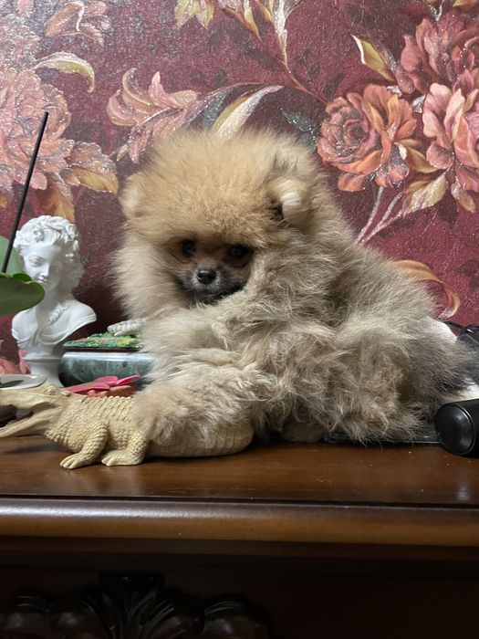 Щенки померанского шпица