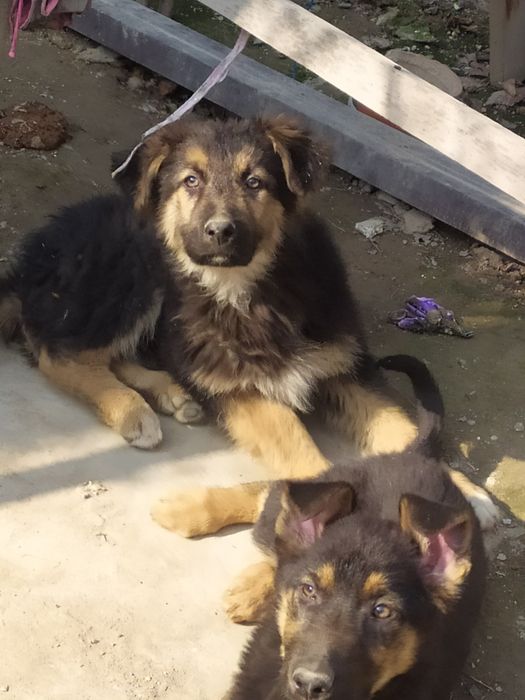 к продаже щенки овчарки