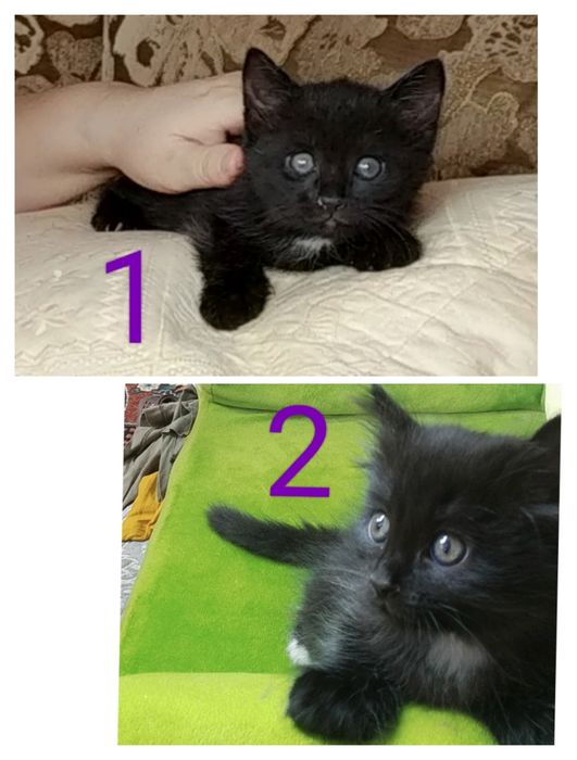 Отдам в дар котёнка