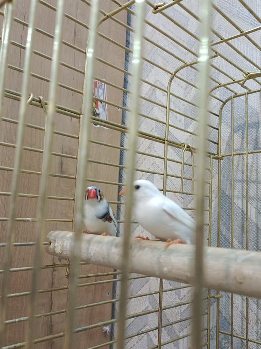 Домашние птицы отдадим в добрые руки